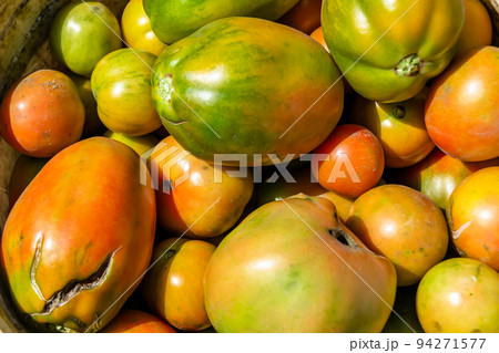 Photography on theme beautiful tomato berry plant Photography on theme beautiful tomato berry plant 94271577