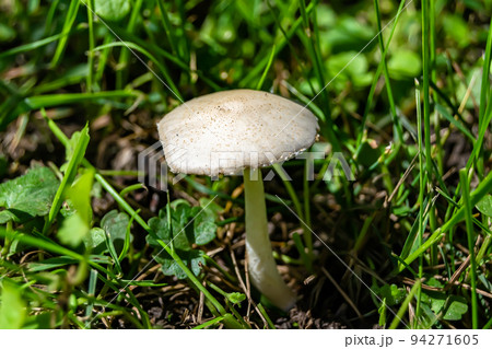 Photography to theme large beautiful poisonous mushroom in forest Photography to theme large beautiful poisonous mushroom in forest 94271605