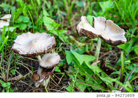 Photography to theme large beautiful poisonous mushroom in forest 94271609