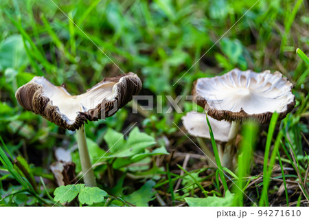 Photography to theme large beautiful poisonous mushroom in forest 94271610