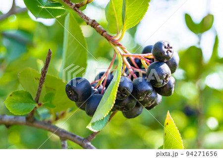 Photography on theme beautiful berry branch aronia bush Photography on theme beautiful berry branch aronia bush 94271656