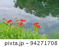 埼玉県越辺川の水辺に咲く曼珠沙華 94271708