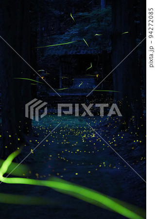 ヒメボタル2022 ヒメボタル2022 94272085
