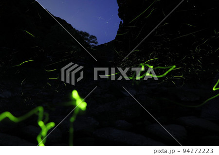 ゲンジボタル2022 94272223