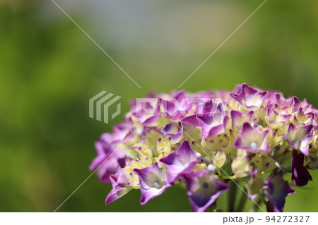 紫陽花2022 紫陽花2022 94272327