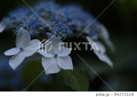 紫陽花2022 94272328