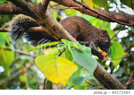 A brown squirrel is standing on a tree branch eating red fruit. 94272405