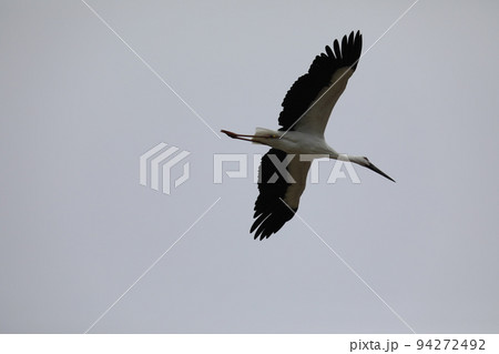 コウノトリ2021 コウノトリ2021 94272492