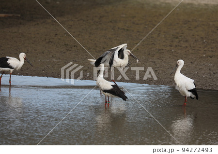 コウノトリ2021 94272493
