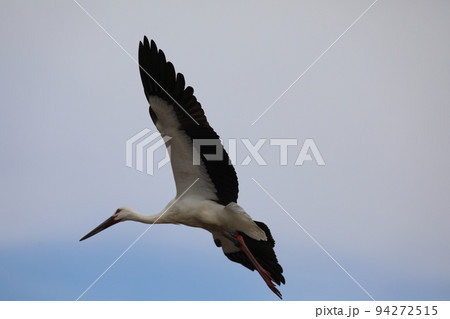 コウノトリ2021 コウノトリ2021 94272515