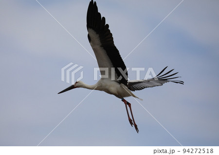 コウノトリ2021 コウノトリ2021 94272518