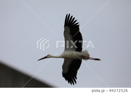 コウノトリ2021 コウノトリ2021 94272526