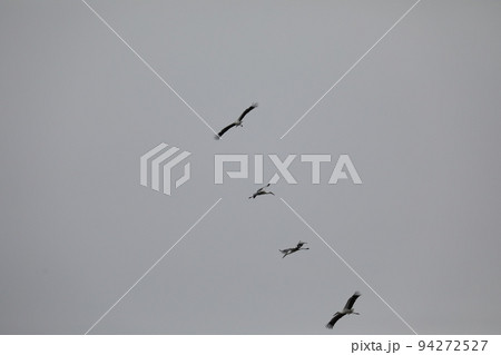 コウノトリ2021 コウノトリ2021 94272527