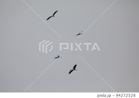 コウノトリ2021 94272528