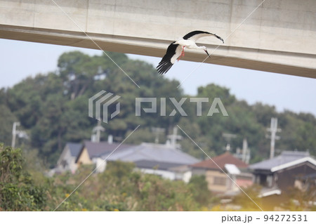 コウノトリ2021 94272531