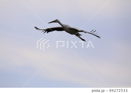 コウノトリ2021 94272533