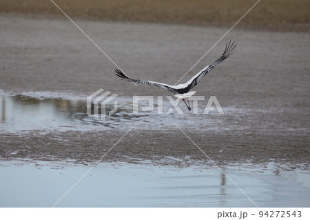 コウノトリ2021 94272543