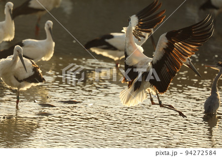 コウノトリ2021 94272584