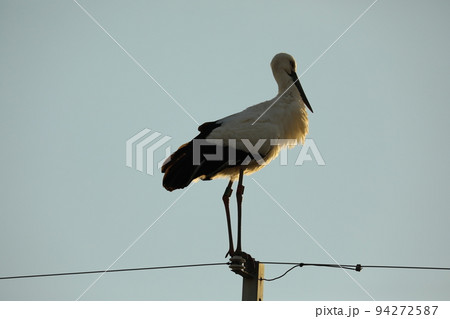 コウノトリ2021 94272587