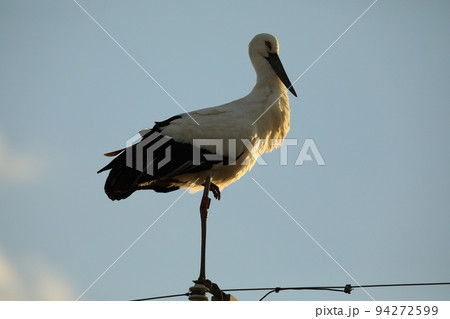 コウノトリ2021 94272599