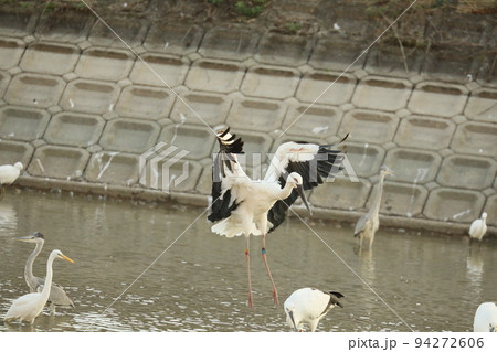 コウノトリ2021 94272606