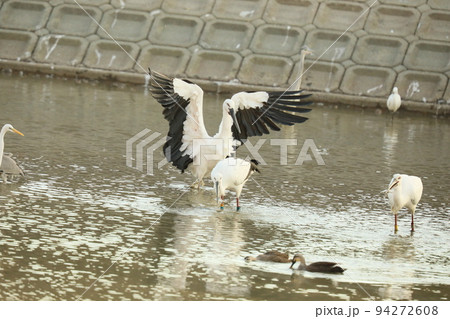 コウノトリ2021 94272608