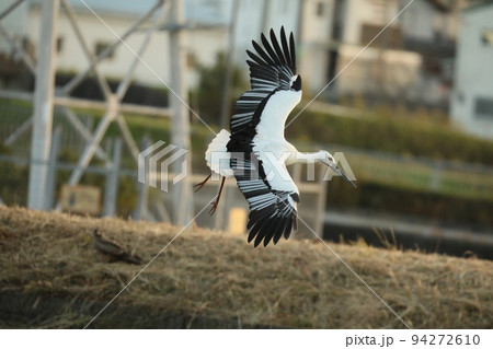 コウノトリ2021 94272610