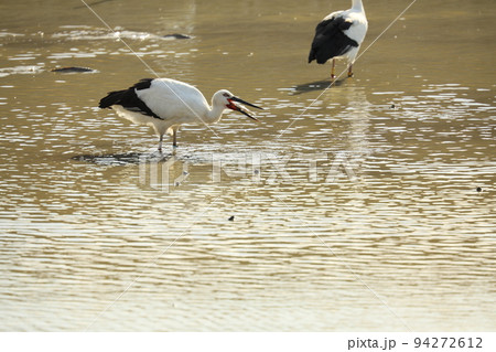 コウノトリ2021 94272612