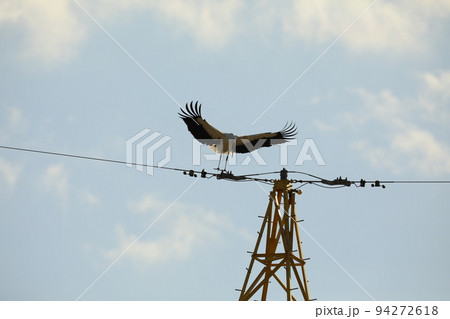 コウノトリ2021 94272618