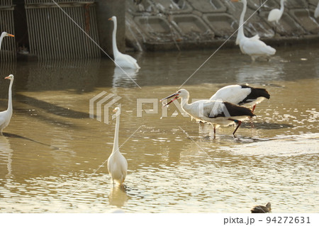 コウノトリ2021 94272631