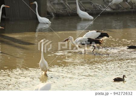 コウノトリ2021 コウノトリ2021 94272632