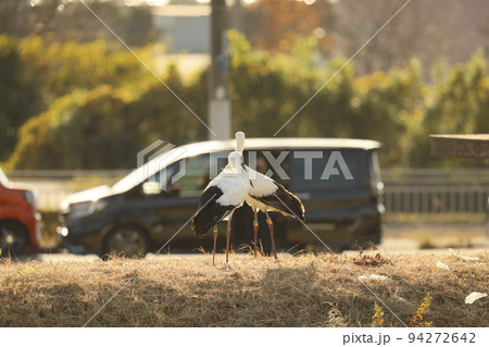 コウノトリ2021 コウノトリ2021 94272642