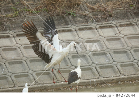 コウノトリ2021 94272644