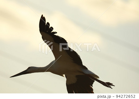 コウノトリ2021 コウノトリ2021 94272652