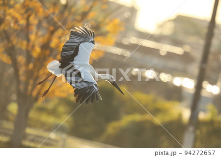 コウノトリ2021 94272657