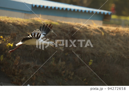 コウノトリ2021 94272658