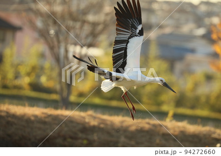 コウノトリ2021 コウノトリ2021 94272660