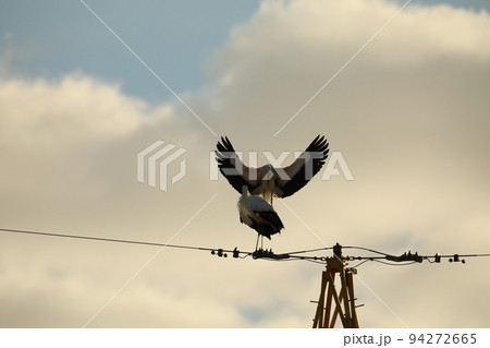 コウノトリ2021 94272665