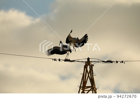 コウノトリ2021 94272670