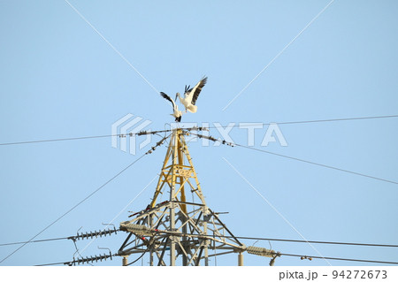 コウノトリ2021 コウノトリ2021 94272673