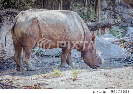 水を飲むクロサイ 94272683