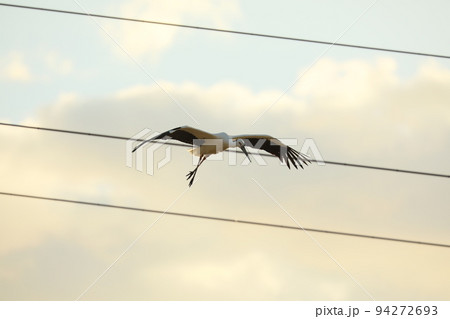 コウノトリ2021 94272693