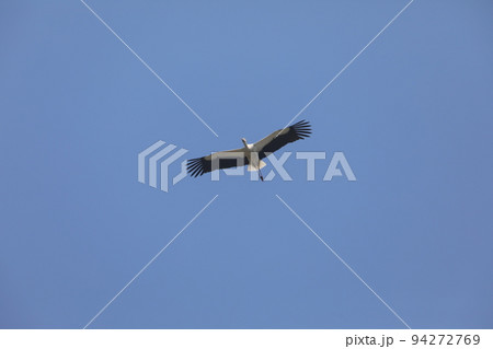 コウノトリ2022 上昇気流で高く飛ぶ コウノトリ2022 上昇気流で高く飛ぶ 94272769