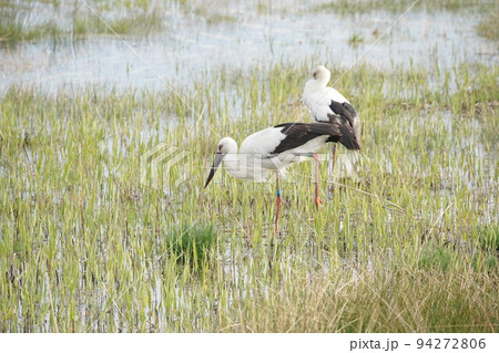 コウノトリ2022 94272806