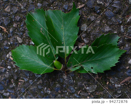 葉のついた緑のどんぐり 葉のついた緑のどんぐり 94272876