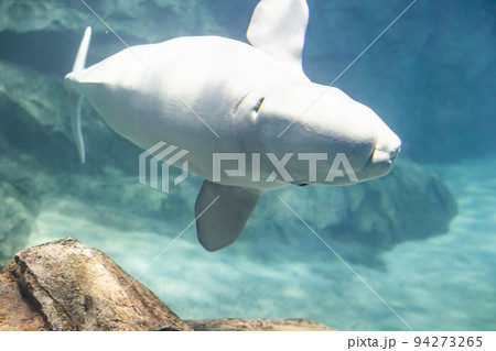 愛知 名古屋港水族館 ベルーガ単体 愛知 名古屋港水族館 ベルーガ単体 94273265