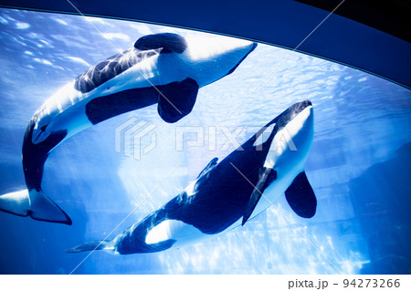 愛知　名古屋港水族館　遊泳するシャチ 94273266