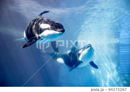 名古屋港水族館 シャチのクーちゃん 3Dブックマーカー 詰まる しおり