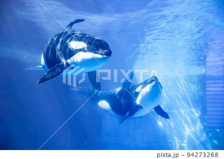 愛知　名古屋港水族館　遊泳するシャチ 94273268