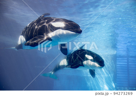 愛知　名古屋港水族館　遊泳するシャチ 94273269